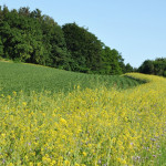06_Imker_Walz.jpg
